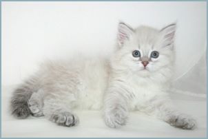 Female Siberian Kitten from Deedlebug Siberians